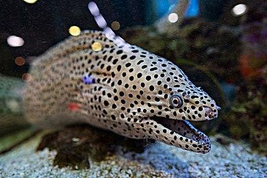 Swtich版《吸血鬼：避世血族-绝唱》9月末发售